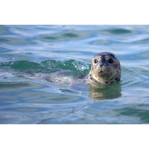 CA, La Jolla A seal swimming along the Coast